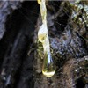 tree sap 100 Car Paint Repair