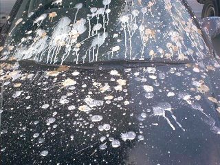 10 Simple Tips to Remove Bird Poop Stains From Your Car